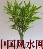 漳州十二生肖养什么植物最旺财运？你知道吗！